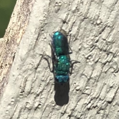 Chrysididae (family) (Cuckoo wasp or Emerald wasp) at Belconnen, ACT - 30 Oct 2021 by Dora