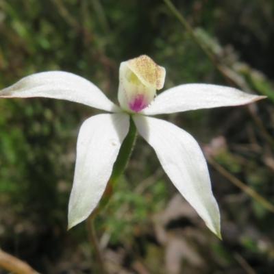 Caladenia moschata (Musky Caps) at Black Mountain - 27 Oct 2021 by Christine