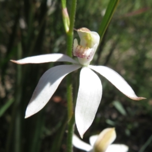 Caladenia moschata at Point 5204 - 27 Oct 2021