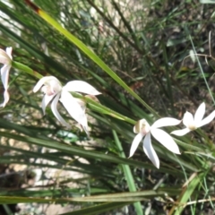 Caladenia moschata at Point 5204 - 27 Oct 2021