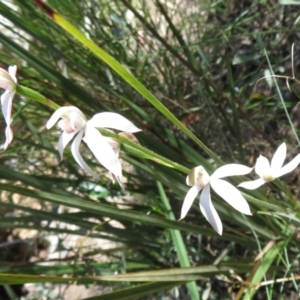 Caladenia moschata at Point 5204 - 27 Oct 2021