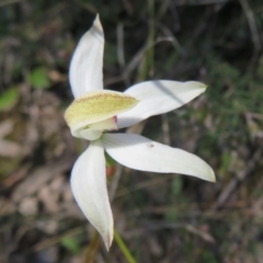 Caladenia moschata at Point 5204 - 27 Oct 2021