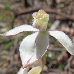 Caladenia moschata at Point 5204 - 27 Oct 2021