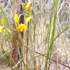 Diuris sp. (A Donkey Orchid) at Tralee, NSW - 29 Oct 2021 by IanBurns