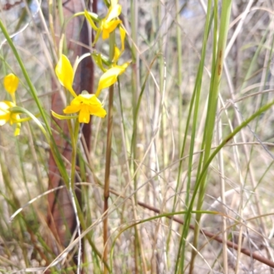 Diuris sp. (A Donkey Orchid) at Tralee, NSW - 30 Oct 2021 by IanBurns