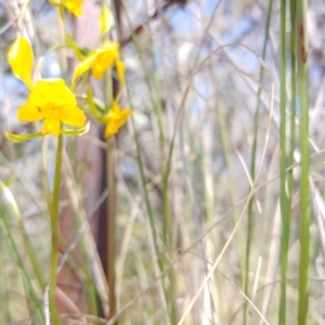 Diuris sp. at Tralee, NSW - suppressed