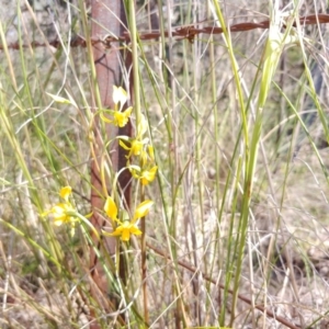 Diuris sp. at Tralee, NSW - suppressed