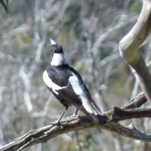 Gymnorhina tibicen at Boro, NSW - 27 Oct 2021