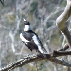 Gymnorhina tibicen (Australian Magpie) at Boro, NSW - 27 Oct 2021 by Paul4K