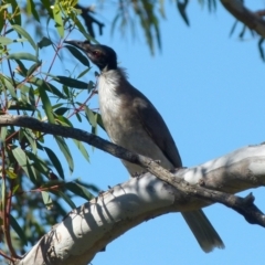 Philemon corniculatus (Noisy Friarbird) at QPRC LGA - 27 Oct 2021 by Paul4K