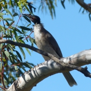 Philemon corniculatus at Boro, NSW - suppressed