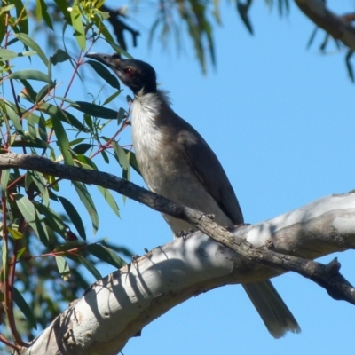 Philemon corniculatus (Noisy Friarbird) at Boro - 27 Oct 2021 by Paul4K