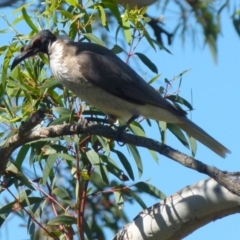 Philemon corniculatus at Boro, NSW - suppressed