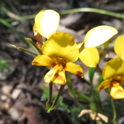 Diuris sp. (A Donkey Orchid) at Molonglo Valley, ACT - 27 Oct 2021 by Christine