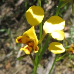 Diuris sp. at Undefined Area - suppressed