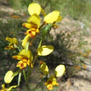 Diuris sp. at Point 5204 - suppressed