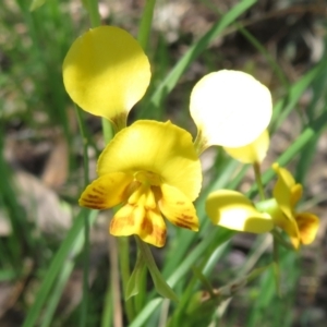 Diuris semilunulata at Undefined Area - suppressed