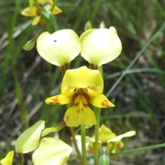 Diuris semilunulata at Undefined Area - suppressed