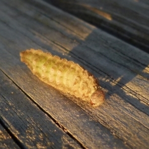 Heteronympha merope at Boro, NSW - suppressed