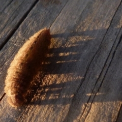 Heteronympha merope at Boro, NSW - suppressed