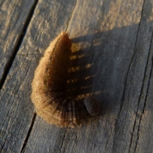 Heteronympha merope at Boro, NSW - suppressed