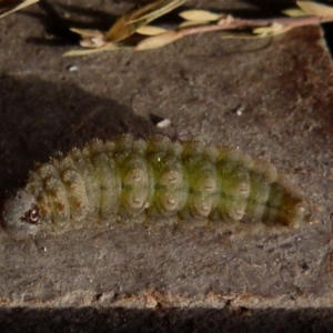 Heteronympha merope at Boro, NSW - suppressed