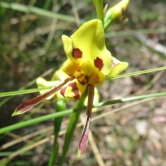 Diuris sulphurea (Tiger Orchid) at Molonglo Valley, ACT - 27 Oct 2021 by Christine