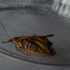 Cryptolechia triphaenatella at Boro, NSW - 27 Oct 2021 by Paul4K