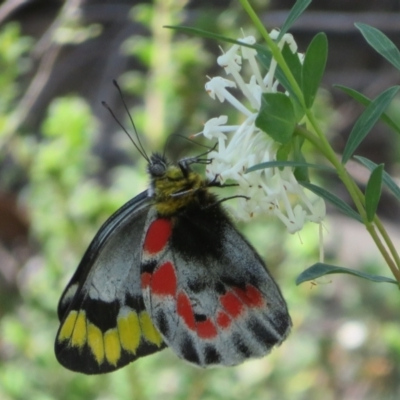 Delias harpalyce (Imperial Jezebel) at Black Mountain - 27 Oct 2021 by Christine