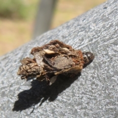 Hyalarcta huebneri (Leafy Case Moth) at Molonglo Valley, ACT - 27 Oct 2021 by Christine