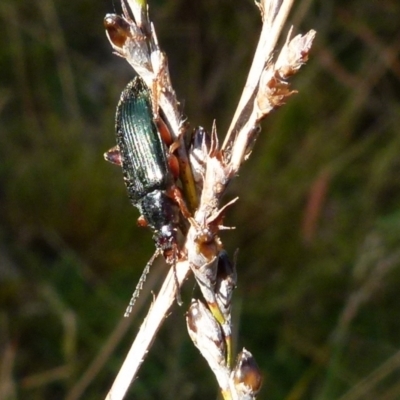 Lepturidea sp. (genus) (Comb-clawed beetle) at QPRC LGA - 27 Oct 2021 by Paul4K
