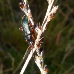 Unidentified Beetle (Coleoptera) (TBC) at Boro, NSW - 27 Oct 2021 by Paul4K
