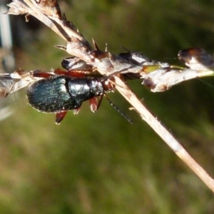 Lepturidea sp. (genus) at Boro, NSW - 28 Oct 2021