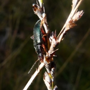 Lepturidea sp. (genus) at Boro, NSW - 28 Oct 2021