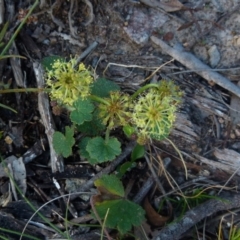 Hydrocotyle laxiflora (Stinking Pennywort) at Boro, NSW - 27 Oct 2021 by Paul4K