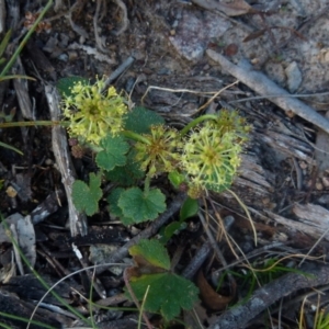 Hydrocotyle laxiflora at Boro, NSW - 28 Oct 2021