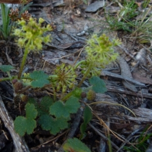 Hydrocotyle laxiflora at Boro, NSW - 28 Oct 2021