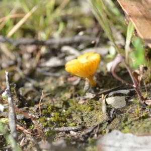 Lichenomphalia chromacea at Wamboin, NSW - 21 Nov 2020