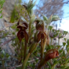 Oligochaetochilus squamatus (Southern Rustyhood) at Boro - 27 Oct 2021 by Paul4K