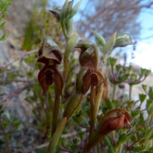 Oligochaetochilus squamatus at Boro, NSW - 28 Oct 2021