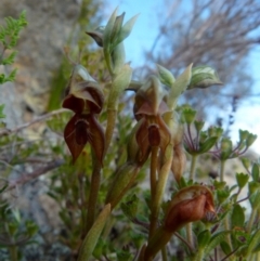 Oligochaetochilus squamatus at Boro, NSW - 28 Oct 2021