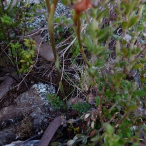 Oligochaetochilus squamatus at Boro, NSW - suppressed