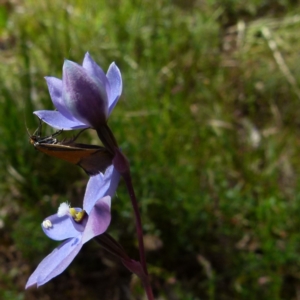 Philobota undescribed species near arabella at Boro, NSW - 28 Oct 2021