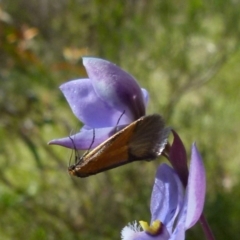 Philobota undescribed species near arabella at Boro, NSW - 28 Oct 2021