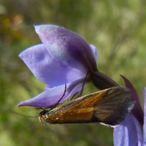 Philobota undescribed species near arabella at Boro, NSW - 28 Oct 2021