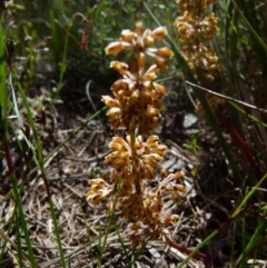 Lomandra multiflora (Many-flowered Matrush) at Boro - 27 Oct 2021 by Paul4K
