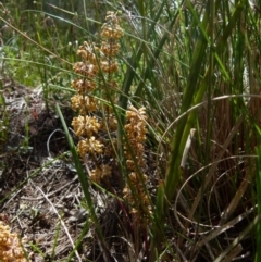 Lomandra multiflora at Boro, NSW - suppressed