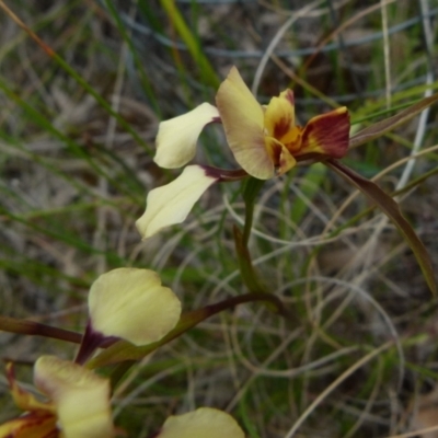 Diuris sp. (hybrid) (Hybrid Donkey Orchid) at Boro, NSW - 28 Oct 2021 by Paul4K