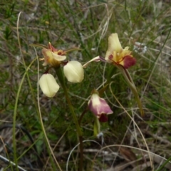 Diuris sp. (hybrid) at Boro, NSW - suppressed