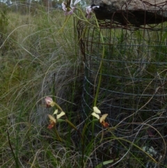 Diuris sp. (hybrid) at Boro, NSW - 28 Oct 2021